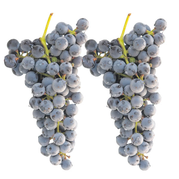raisins_bleus