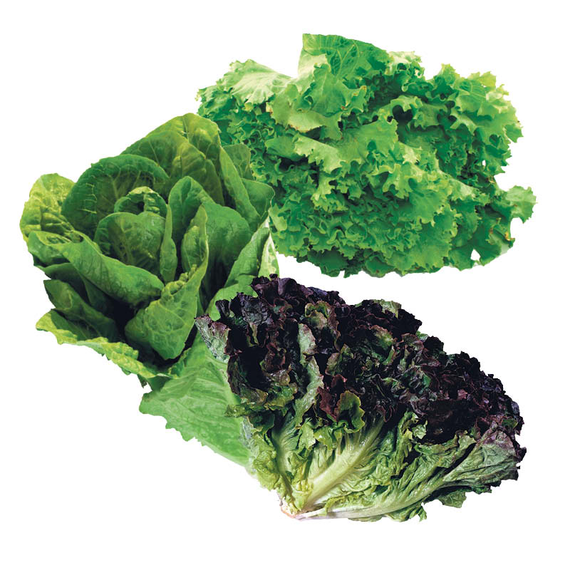 laitue-romaine-frise
