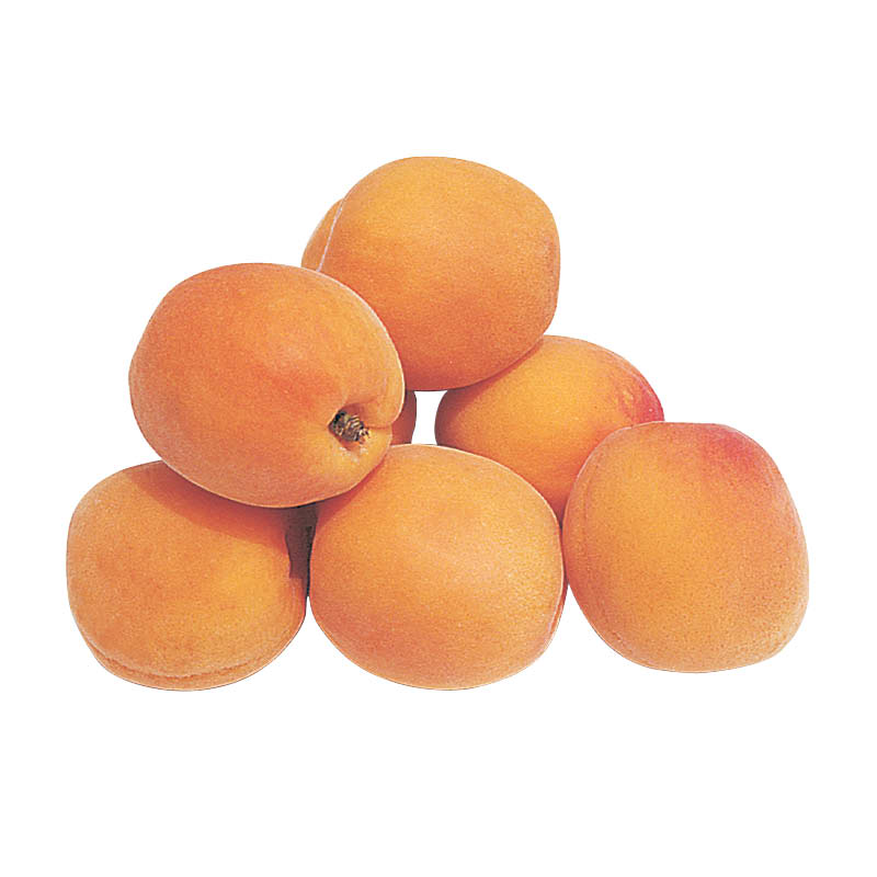abricot
