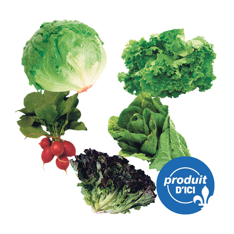 laitue-iberg-romaine-frisee-radis
