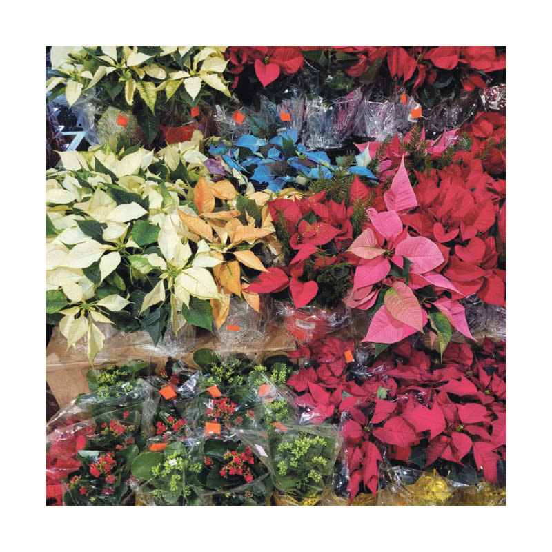 fleur-noel