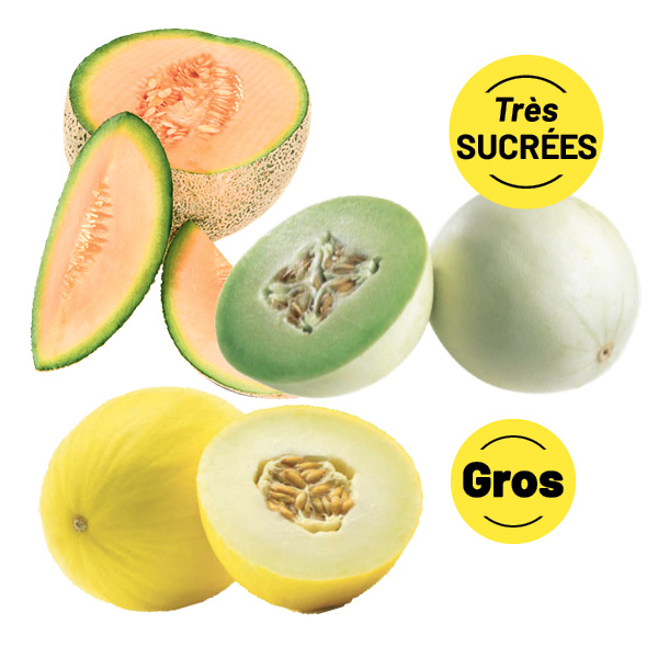 melon-miel-canari-cantaloup-GROS_SUCRE