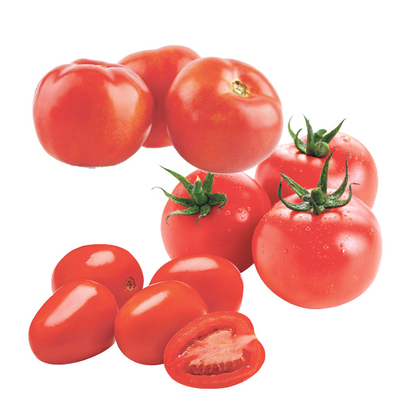 tomate-serre-champs-Roma