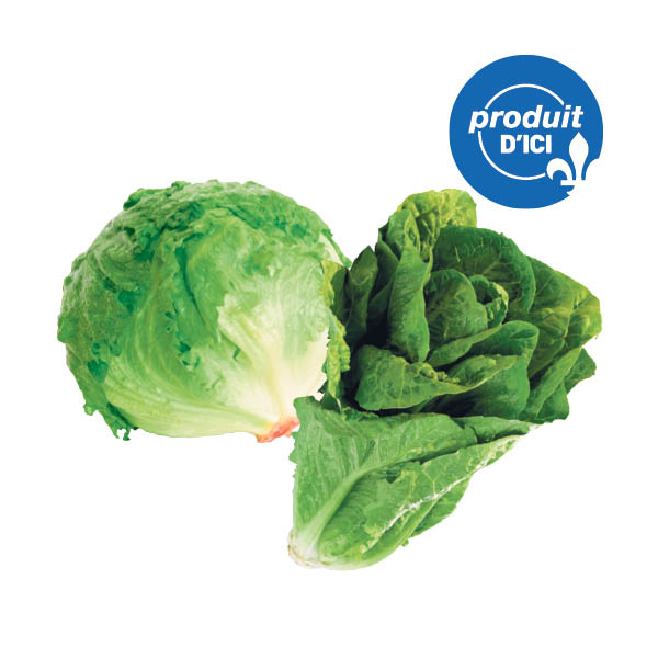 Laitues Iceberg ou romaines